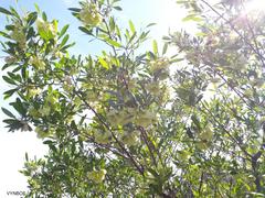 Dodonaea viscosa angustifolia