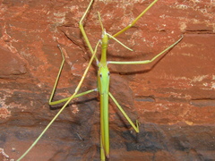 Tropidoderus gracilifemur