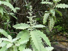 Buddleja glomerata