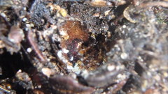 Temnothorax schaumii