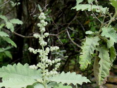 Buddleja glomerata