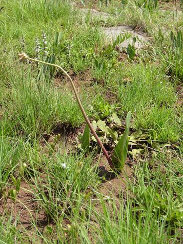 Haemanthus montanus