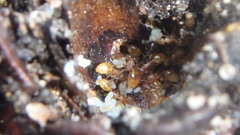 Temnothorax schaumii