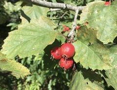 Crataegus coccinea