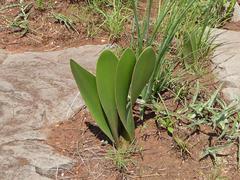 Haemanthus montanus