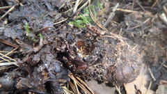 Temnothorax schaumii