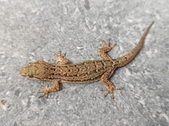 Hemidactylus bowringii