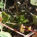 Coleus subspicatus - Photo (c) qgrobler, μερικά δικαιώματα διατηρούνται (CC BY-NC)