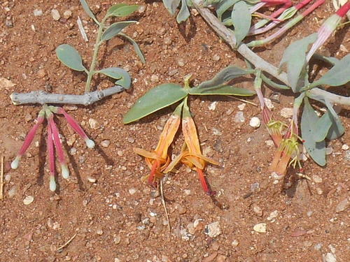 Tapinanthus oleifolius image