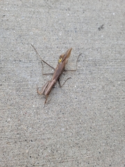 Mantis religiosa