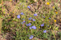 Evolvulus arizonicus