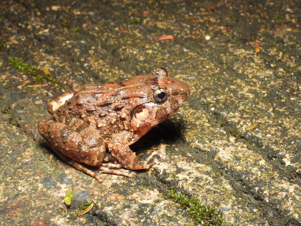 Big-Mouthed Broad-Headed Frog
