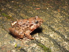 Big-Mouthed Broad-Headed Frog photo 1