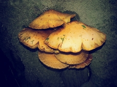 Gymnopilus junonius