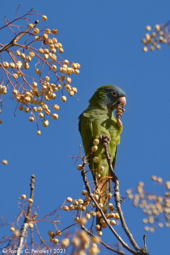 Aratinga cabeciazul (Thectocercus acuticaudatus)