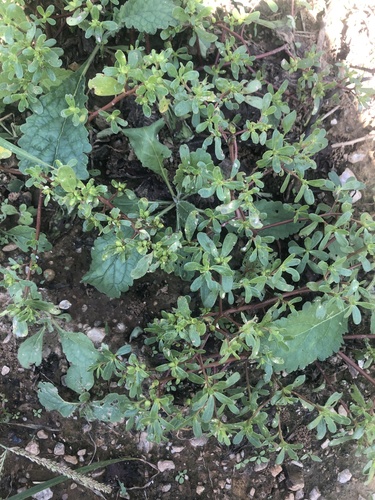 Common Purslane