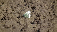 Belenois gidica abyssinica