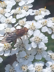 Hammerschmidtia rufa