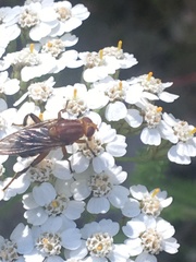 Hammerschmidtia rufa