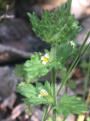 Euphrasia subarctica