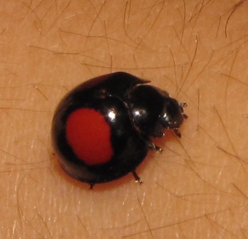 Cactus Lady Beetle from Don Pedro, 95870 Catemaco, Ver., México on ...