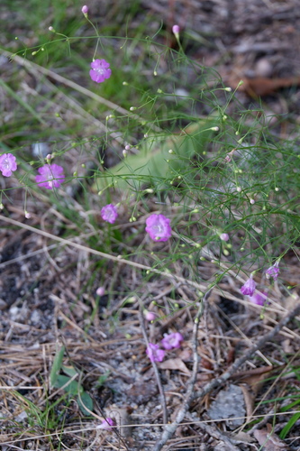 Image of Threadleaf False Foxglove (Agalinis setacea) by (c) Bonnie Semmling, some rights reserved (CC BY)