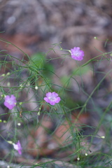 Agalinis setacea