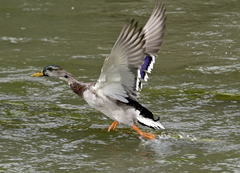 Anas platyrhynchos