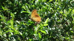 Charaxes varanes varanes