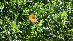 Charaxes varanes varanes