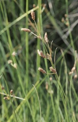 Fimbristylis castanea