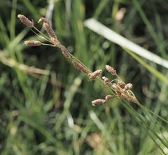 Fimbristylis castanea