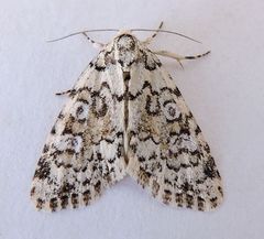 Cryphia pallidioides