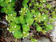Crassula pellucida marginalis