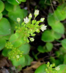 Crassula pellucida marginalis