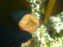 Pseudodromia latens