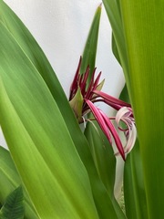 Crinum × amabile
