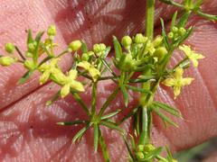 Galium capense