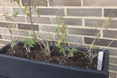 Aloysia citrodora