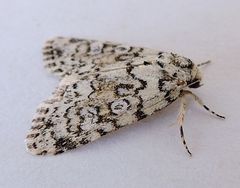 Cryphia pallidioides