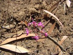 Pelargonium triphyllum