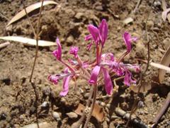 Pelargonium triphyllum