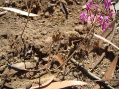 Pelargonium triphyllum