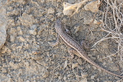 Sceloporus tristichus