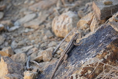 Sceloporus tristichus
