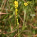 Pine Barren Bog Goldenrod - Photo (c) Bonnie Semmling, some rights reserved (CC BY), uploaded by Bonnie Semmling