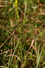 Solidago stricta