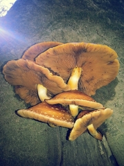 Gymnopilus junonius