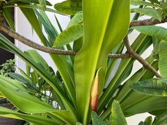Crinum × amabile