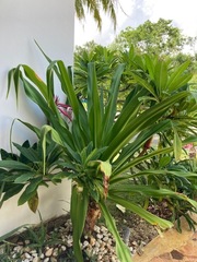 Crinum × amabile